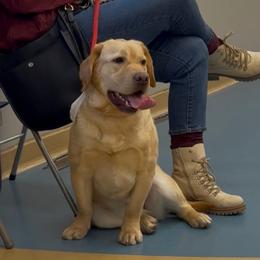 Dannie - Labrador Retriever