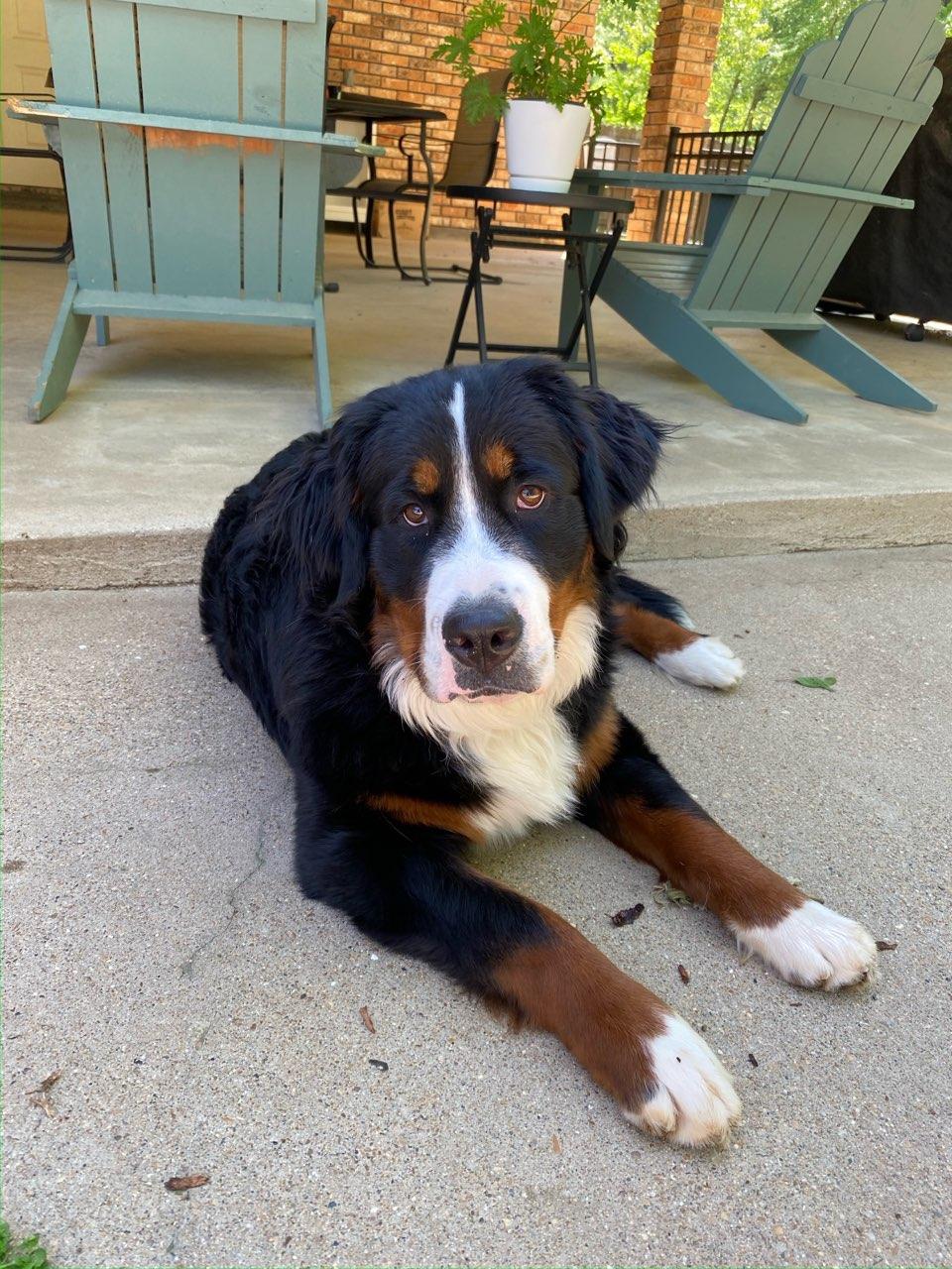 Its a Wonderful Life Bernedoodles in Louisiana Bernese Mountain Dog