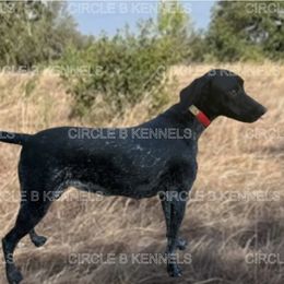 Rayven - German Shorthaired Pointer