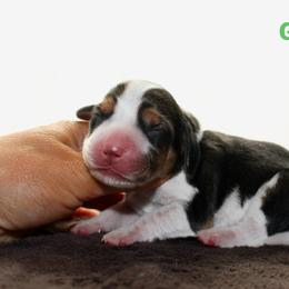 Green Girl - Black tan and white female Beagle puppy in Grantsville, Maryland from Fable & Fern Beagles