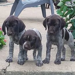 German Shorthaired Pointers from Dynamite Kennels