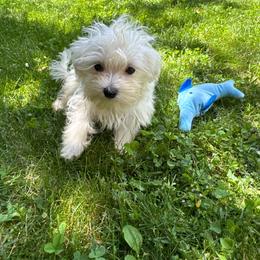 Blue - White male Maltese puppy in Massachusetts from Happy Tail Yorkies and Maltese