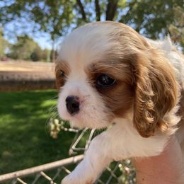 Cavalier King Charles Spaniel Puppies from HiCaliber Cavaliers