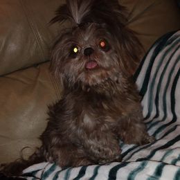 Cami - Shih Tzu