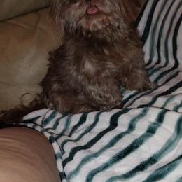 Cami - Shih Tzu