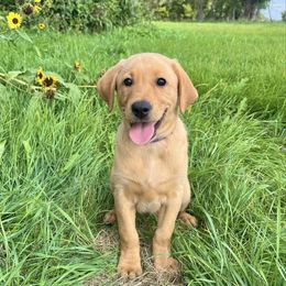 Purple collar female - Yellow female Labrador Retriever puppy in South Dakota from S&S Kennels LLC