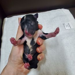 Hermione - Liver female Miniature Schnauzer puppy in Sandy, Utah from Phantom Mage Schnauzers