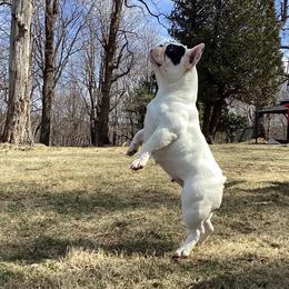 Daisy - French Bulldog