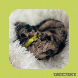 Mr. Lime Green - Blue merle male Aussiedoodle puppy in Taylor, Missouri from Pawsitively Doodles
