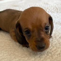 Dachshund Puppies from L & J Kennel