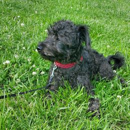 Brody - Black male Schnoodle puppy in Leitchfield, Kentucky from Eveleigh Acres Puppies