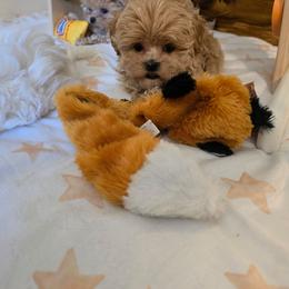 V - Apricot female Maltipoo puppy in Washington from Mt.BakerPoodles&Doodles
