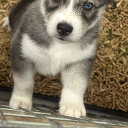 Siberian Husky Puppies from The Rulon Den