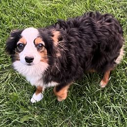 Australian Shepherds, Miniature Australian Shepherds, and Toy Australian Shepherds from Bit O' Bliss Aussies LLC