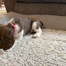 English Springer Spaniel Puppies from Timothy Naylor