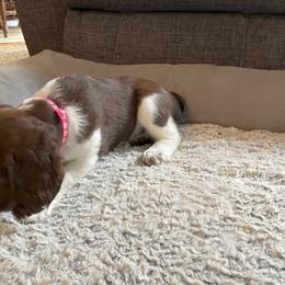 English Springer Spaniel Puppies from Timothy Naylor