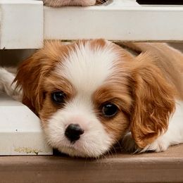 Puppy 2 - Blenheim male Cavalier King Charles Spaniel puppy in Kalama, Washington from Beautiful Cavaliers