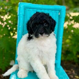 Red - Black tri-color female Aussiedoodle puppy in Lancaster, Minnesota from Finney Ranch