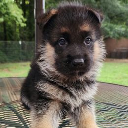 Boy 3 (Cove) - Black and red male German Shepherd puppy in Roanoke, Alabama from Von Schönen Träumen German Shepherds