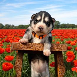 Poppy - Black and white female Siberian Husky puppy in Sherwood, Oregon from Whiskey River Siberians