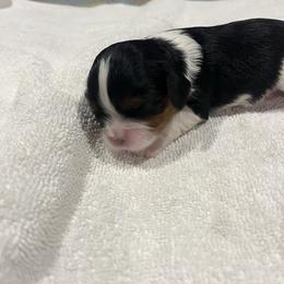 Boy 2 - Tri-color male Cavalier King Charles Spaniel puppy in Morriston, Florida from Cutesy Cavaliers