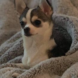 Chihuahua All Grown Up from Roodhaus Chihuahuas