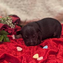 Shadow - Black white and tan male Rat Terrier puppy in Caldwell, Ohio from Forest Grove Rat Terriers