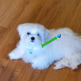 "Babe Blue - Jemma/Quinn 12/21 litter" Maltese Puppies from Tiny Dancer Li'l Ones