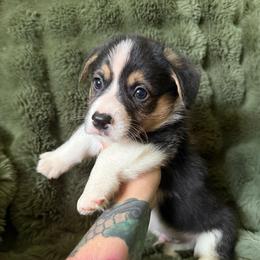 Clark - Male 1 - Black and tan male Pembroke Welsh Corgi puppy in Cooper, Texas from S7 Corgis and Chaos