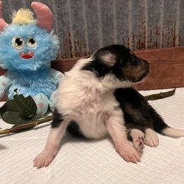 Collie Puppies from A/K Rough Collies