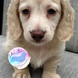 Boy 2 - Cream male Dachshund puppy in Houston, Texas from L&L 4D Dancer’s Dachshunds