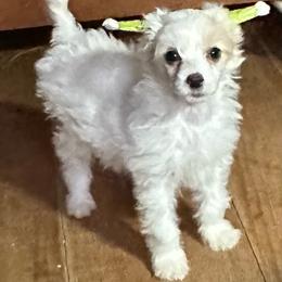 Finch - White male Chinese Crested puppy in New Windsor, Maryland from Ambush Kennel