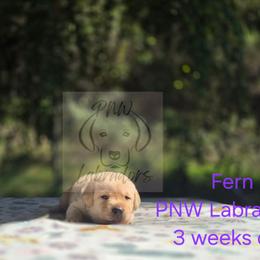 Fern - Yellow female Labrador Retriever puppy in Rogue River, Oregon from PNW Labradors