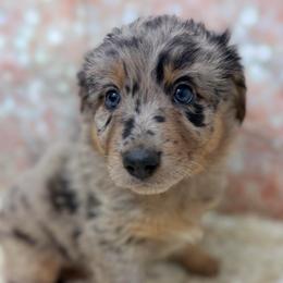 Teddy - Purple Collar - Blue merle female Australian Shepherd puppy in San Marcos, California from Faith Family Freedom Farm