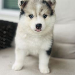Sparrow - Merle male Pomsky puppy in Memphis, Missouri from Happy Hills Kennels