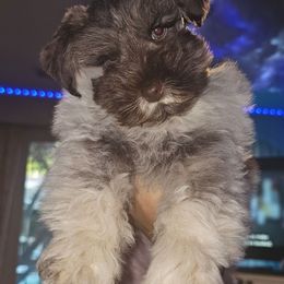 Koah - Miniature Schnauzer