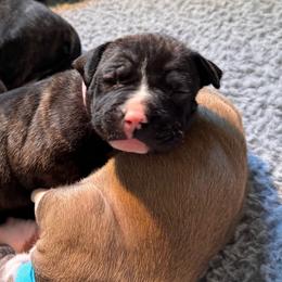 Light pink - Black brindle female American Staffordshire Terrier puppy in Cloverdale, Indiana from Woodshire American Staffordshire Terrier’s