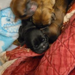 Shih Tzu Puppies from Tammy's Shihtzu Shack