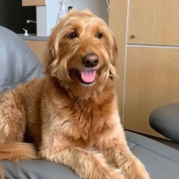 Goldendoodles from Milligan Valley Goldens & Doodles