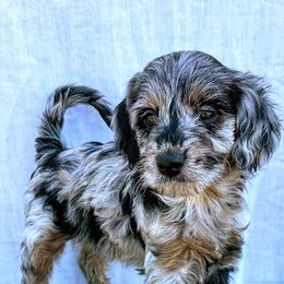 Aussiedoodle, Australian Shepherd, Bernedoodle, Cockapoo, and Poodle Puppies from Sis' Doodles & Poodles