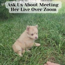 Daisy - Merle female Pomsky puppy in Weir, Texas from Bluebonnet Pomskies