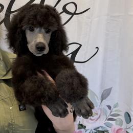 Boy 4 - Silver male Poodle puppy in State College, Pennsylvania from Brookside Standard Poodles
