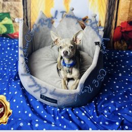Loki - Chihuahua