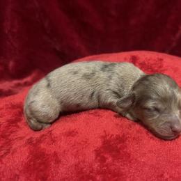 Boy 2 AKC - Chocolate and cream male Dachshund puppy in Lehigh Acres, Florida from Ruby Rose Dachshund Dynasty