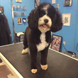 Elsie - Bernedoodle