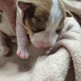 PENNY - White and chocolate female Teddy Roosevelt Terrier puppy in Murray, Kentucky from Froschwald German Shepherds and Xanadu Teddy Roosevelt Terriers