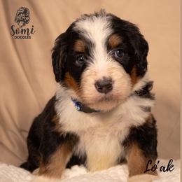 Lo'ak - Tri-color male Bernedoodle puppy in Palmetto Bay, Florida from SOMIDOODLES