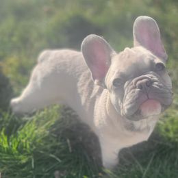 French Bulldogs from Shelby's French Bulldogs