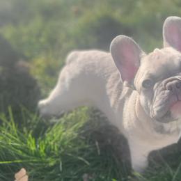 French Bulldogs from Shelby's French Bulldogs
