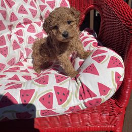 Pekingese and Poodle Puppies from Dogs lovers